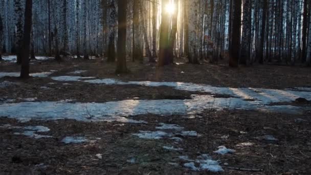 Bosque Abedul Con Sol Poniente — Vídeo de stock