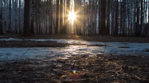 Forêt de bouleaux avec le soleil couchant — Video