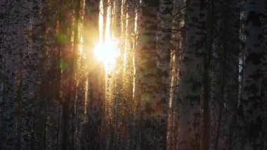 Batan güneşli huş ağacı ormanı