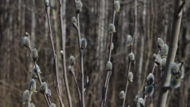 Pussy willows buds in closeup