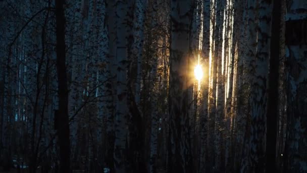 Березовый лес с заходящим солнцем — стоковое видео
