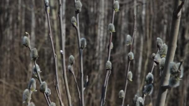 Pussy willows buds in closeup — 图库视频影像