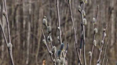 Pussy willows buds in closeup