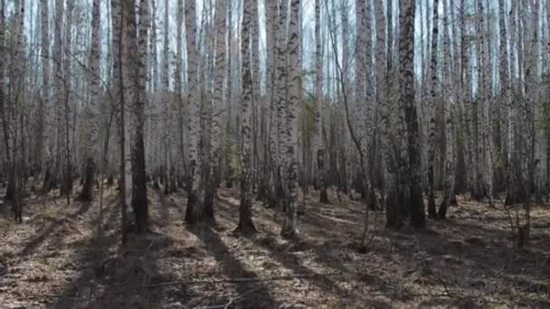 Primavera en el bosque de abedul, día soleado — Vídeos de Stock