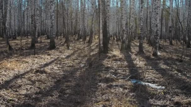 Primavera na floresta de vidoeiro, dia ensolarado — Vídeo de Stock