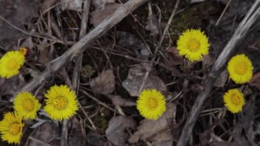 Yakından Coltsfoot çiçekleri