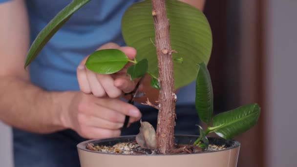Mann schneidet Ableger auf Ficus — Stockvideo