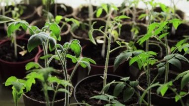 Tencerede domates filizleri