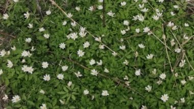 İlkbaharın başlarında çiçek açan kardamlaları