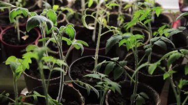 Tencerede domates filizleri