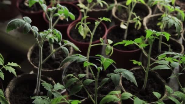 Sprouts of tomatoes in pots — Stock Video