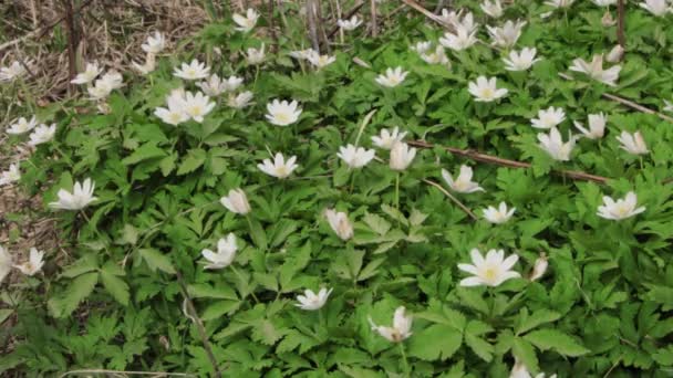 Gouttes de neige floraison au début du printemps — Video