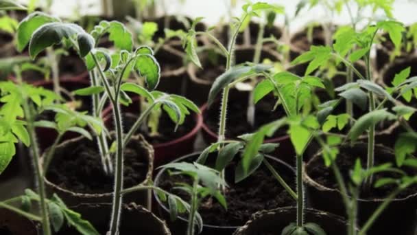 盆栽中的西红柿芽 — 图库视频影像