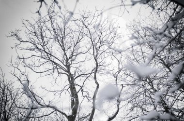 Kış, karanlık orman.