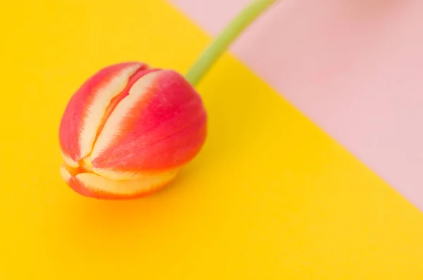 Tulipán sobre un fondo de color . —  Fotos de Stock