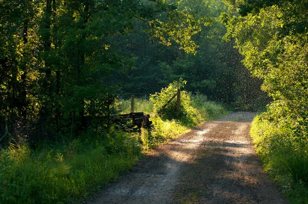 Sommerregen im Wald. — Stockfoto