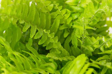 Eğreltiotu yapraklarına yağmur damlası.