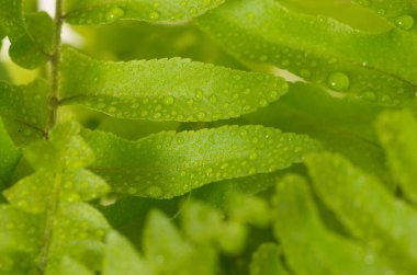 Eğreltiotu yapraklarına yağmur damlası.