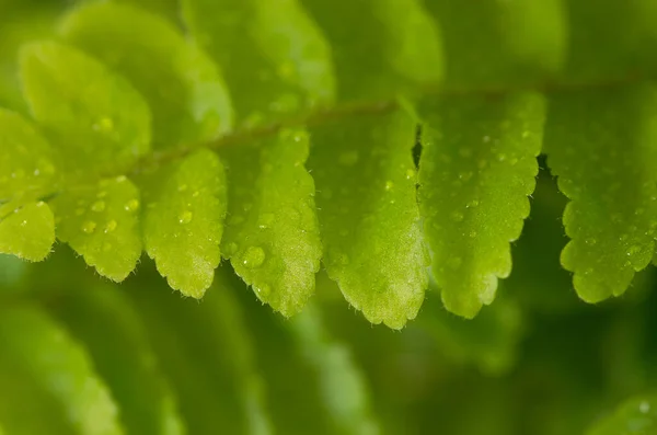 Капли Дождя Листьях Папоротника — стоковое фото