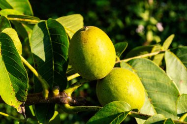 Güneşli bir yaz gününde bir dalda iki yeşil ceviz