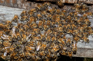 Güneşli bir yaz gününde kovanın dışında bir arı sürüsü.