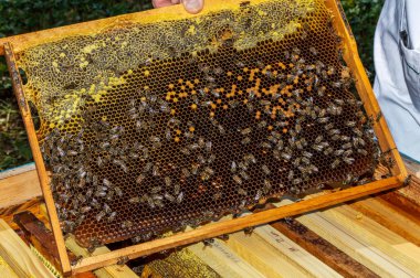 Bir arı yetiştiricisi, güneşli bir yaz gününde kovandan arılarla bir çerçeve çıkarır.