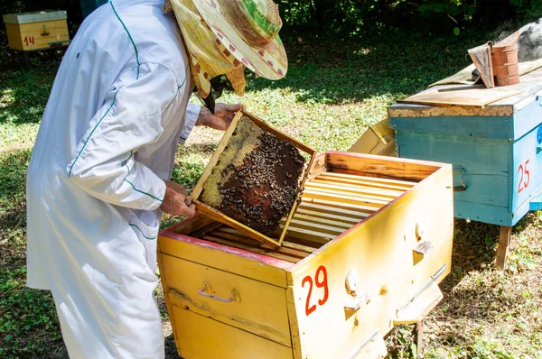 Peternak lebah mengambil sebuah bingkai dengan lebah dari sarang lebah pada hari musim panas yang cerah — Stok Foto