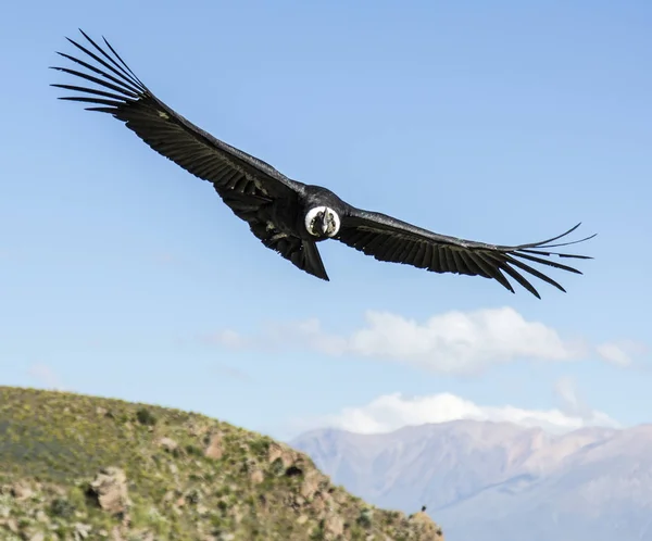 Andean condor in the peruvian mountains — Stock Photo, Image