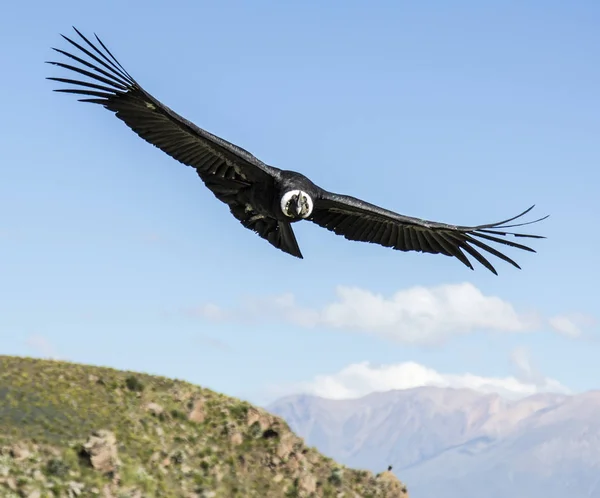 Cóndor andino en las montañas peruanas — Foto de Stock