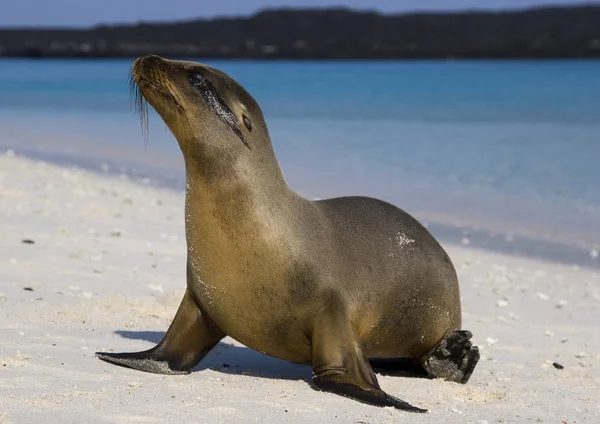 Galapagos lachtan — Stock fotografie