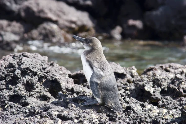 Галапагоський пінгвін. Еквадор — стокове фото