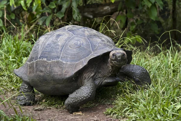 Uśmiechnięty i przyjazny Galapagos żółw — Zdjęcie stockowe