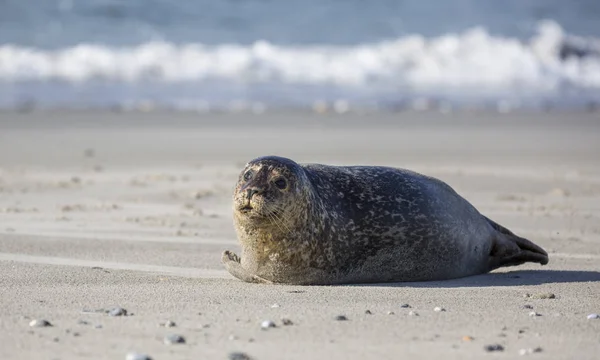 Těsnění na německém ostrově Helgoland — Stock fotografie