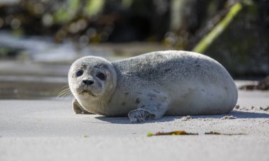 Yavru fokların Alman Helgoland Adası üzerinde