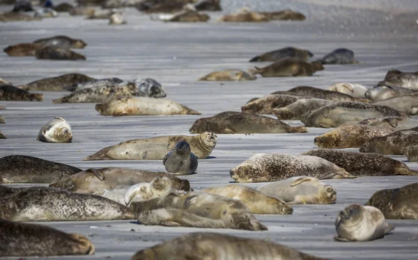 Těsnění na německém ostrově Helgoland — Stock fotografie