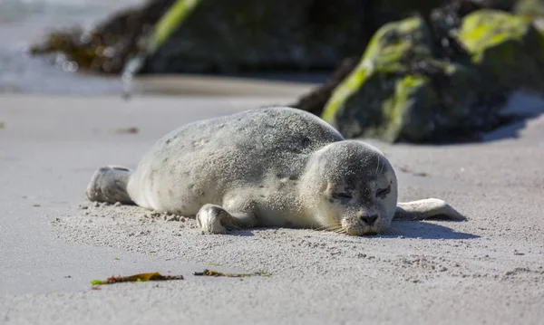 Tuleně na německém ostrově Helgoland — Stock fotografie