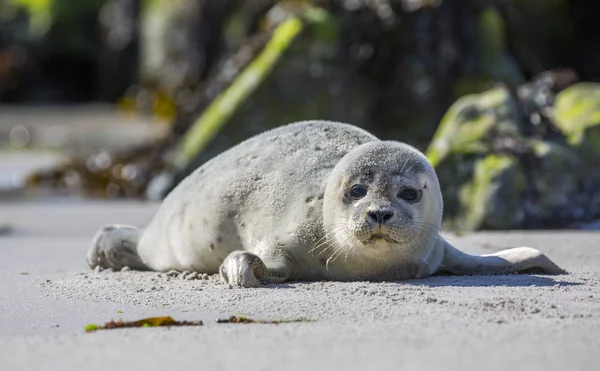 Tuleně na německém ostrově Helgoland — Stock fotografie