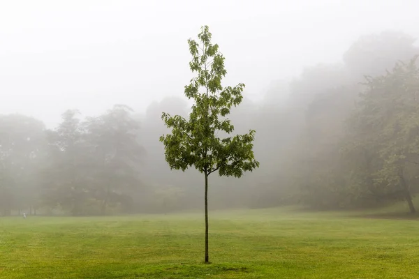 숲 속의 외로운 나무 — 스톡 사진