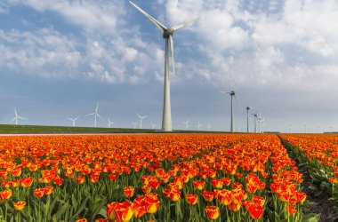 Noordoostpolder Belediyesi, Flevoland içinde portakal Lale alan ve rüzgar türbinleri