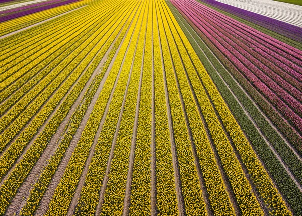 Luchtfoto van gestreept en kleurrijk tulpenveld in de gemeente Noordoostpolder, Flevoland — Stockfoto
