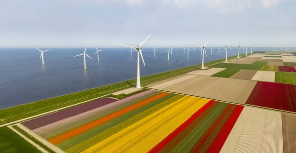 Flevoland Noordoostpolder belediyesinde lale ve rüzgar türbinlerinin hava manzarası