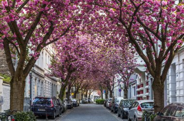 Bonn, Almanya - 21 Nisan 2018: Breitestrasse veya Cherry Blossom Caddesi'nden