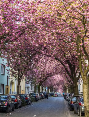 Bonn, Almanya - 21 Nisan 2018: Heerstrasse veya Cherry Blossom Caddesi'nden