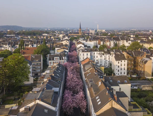 Bonn, Niemcy - 21 kwietnia 2018: Widok z lotu ptaka Heerstrasse lub Cherry Blossom Avenue — Zdjęcie stockowe