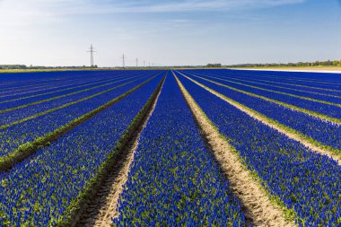 Flevoland Noordoostpolder belediyesinde mavi lale sahası