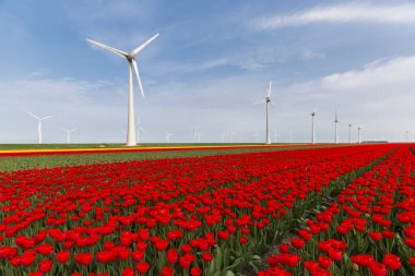 Flevoland Noordoostpolder belediyesinde kırmızı lale tarlası ve rüzgar türbinleri