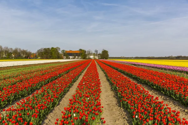 Rode tulpenveld in de gemeente Noordoostpolder, Flevoland — Stockfoto