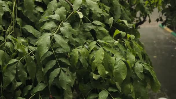 Hujan lebat menetes di daun pohon — Stok Video