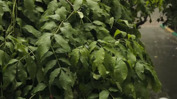 Starkregen tropft auf die Blätter des Baumes — Stockvideo