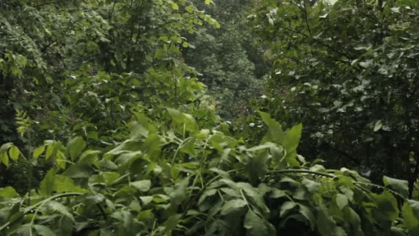 Şiddetli yağmur damlar ağacının yaprakları üzerinde — Stok video